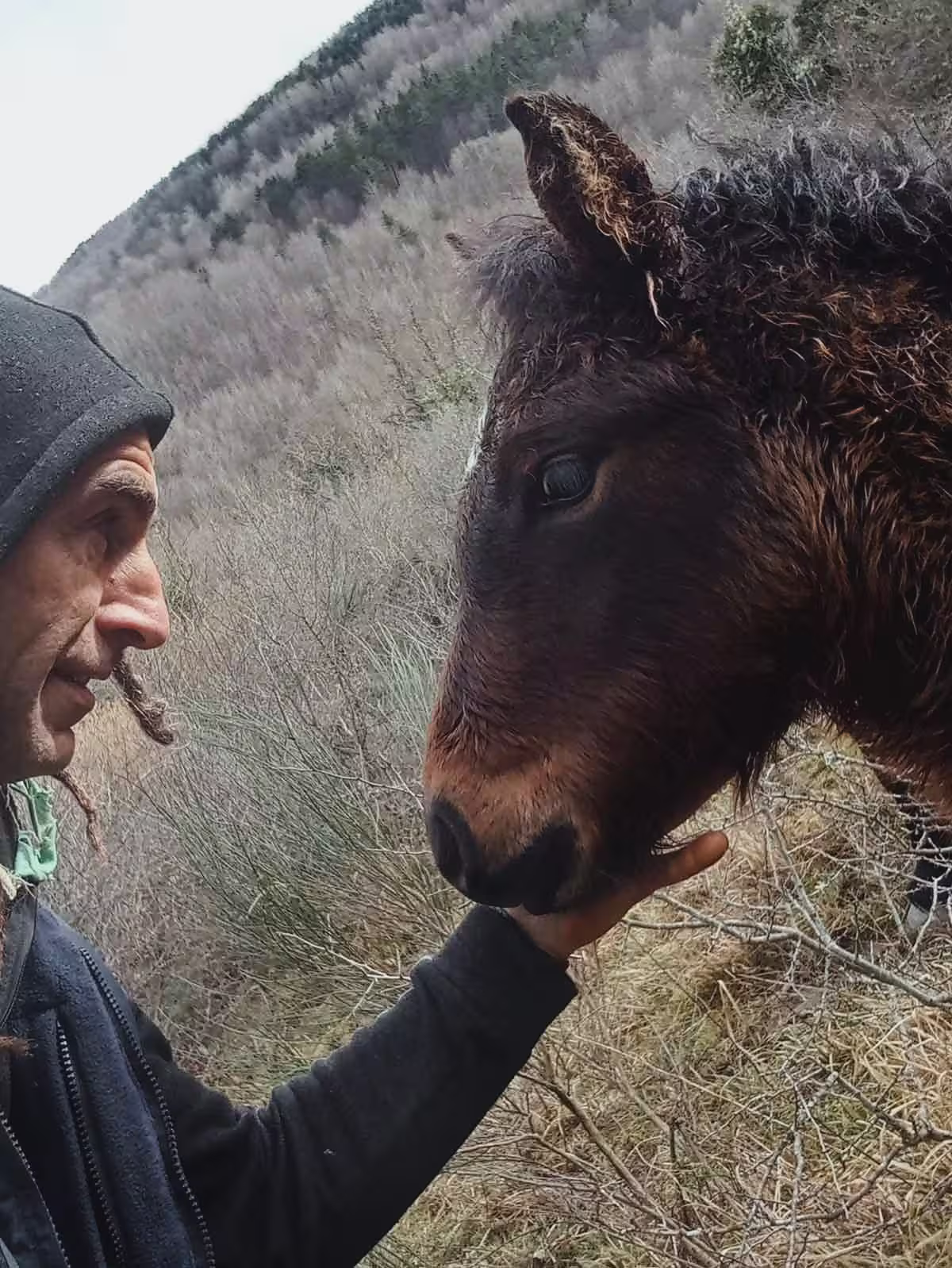 Zaldizko Aragia - Venta de potro ecológico Navarra