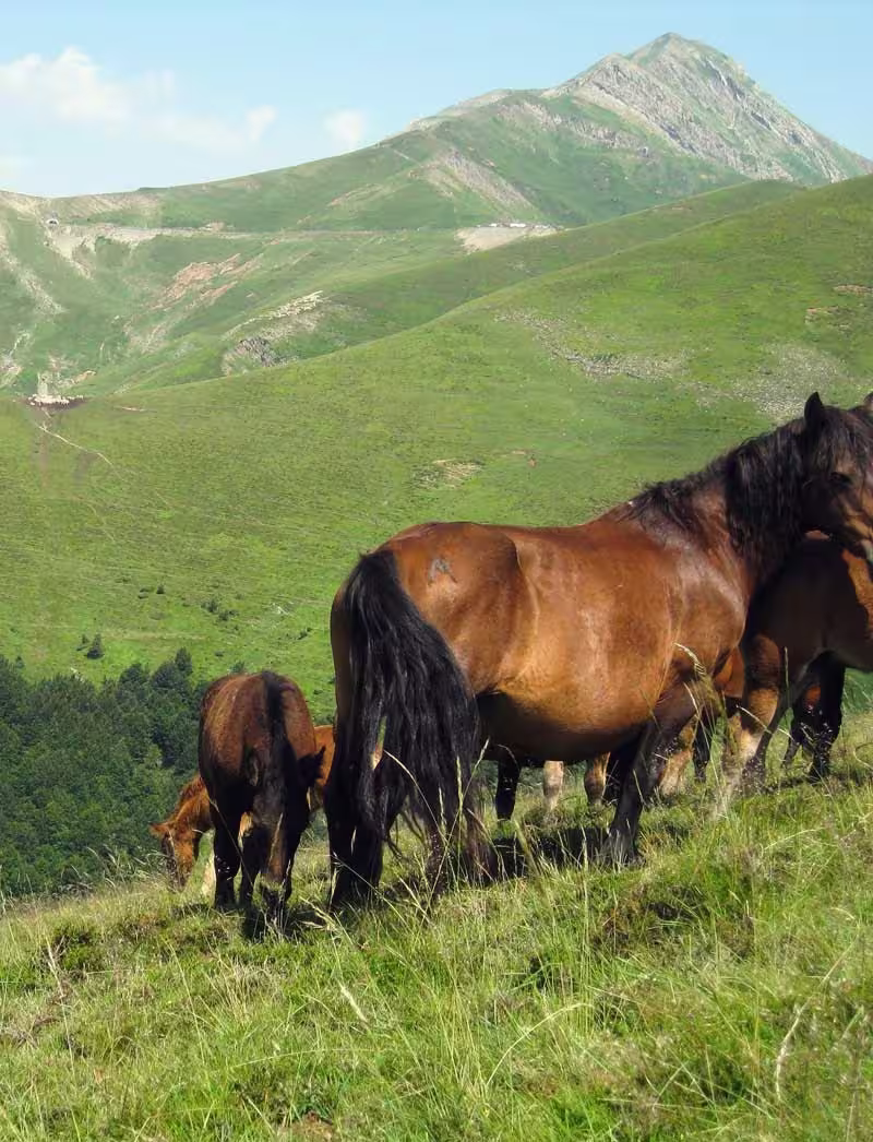 Zaldizko Aragia - Venta de potro ecológico Navarra