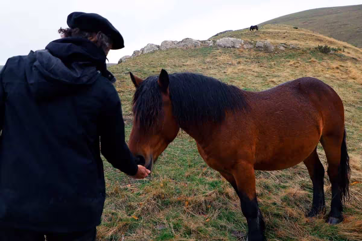 Zaldizko Aragia - Venta de potro ecológico Navarra
