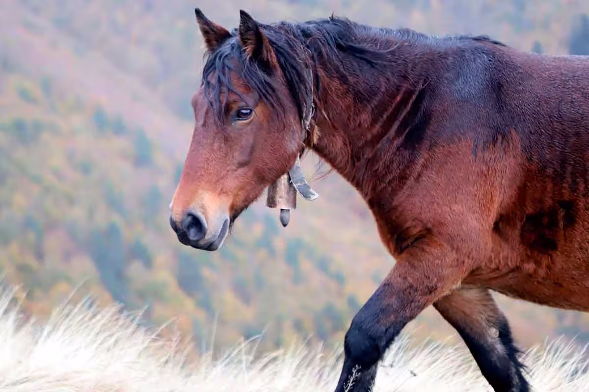 Zaldizko Aragia - Venta de potro ecológico Navarra