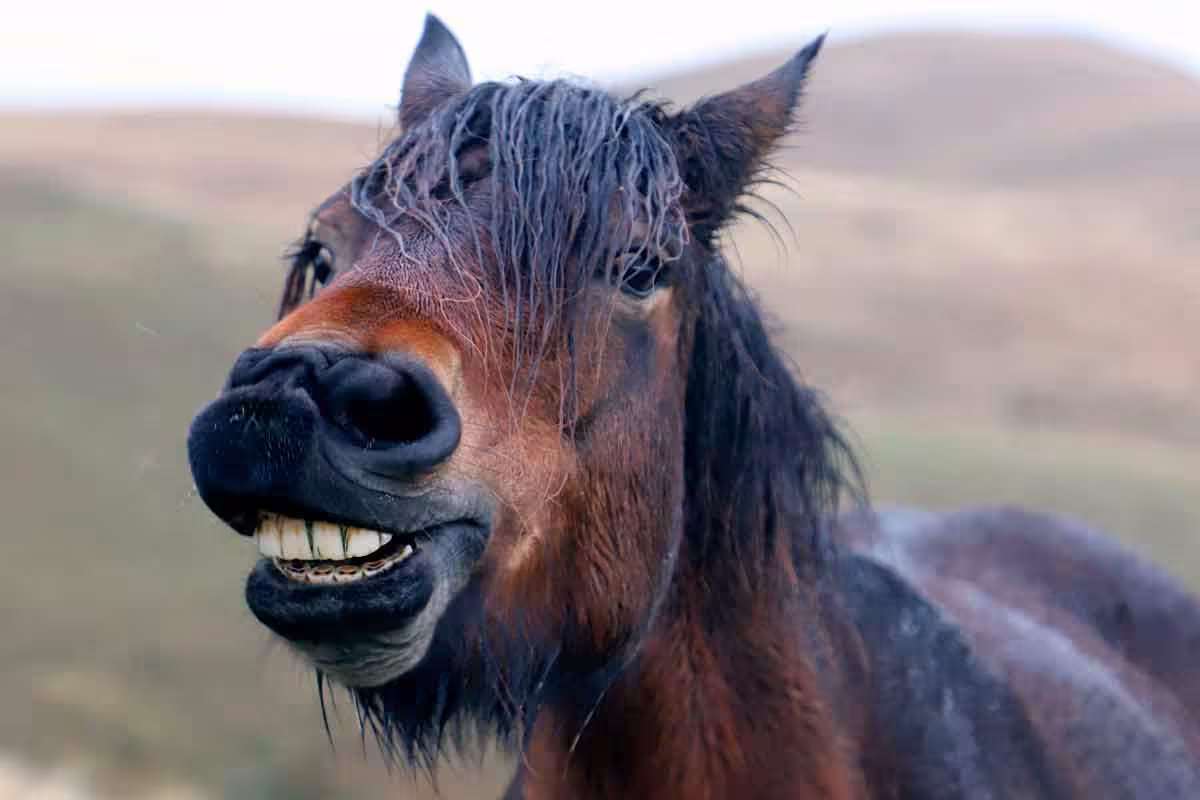 Zaldizko Aragia - Venta de potro ecológico Navarra