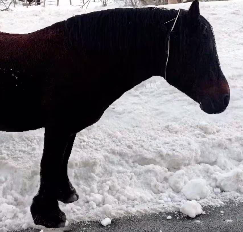 Zaldizko Aragia - Venta de potro ecológico Navarra